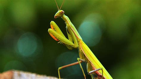  The Praying Mantis – Eine Lektion über Geduld und List aus dem alten Afrika