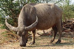 Warum wurde der „Where the Buffaloes Roam“ zu einem Leuchtfeuer der Malaysianischen Kultur?