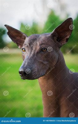  Xoloitzcuintli: Der Legende von einem treuen Hund, der Seelen ins Jenseits geleitet!